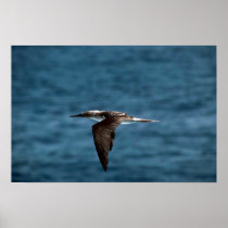 Blue-Footed Booby In Flight Poster