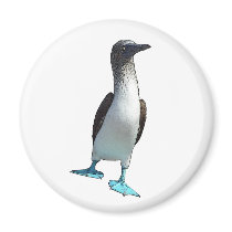 Blue Footed Booby Fridge Magnets