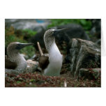 Blue-Footed Booby, Mated Pair Cards