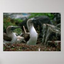 Blue-Footed Booby, Mated Pair Poster