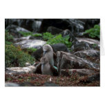 Blue-Footed Booby, Mating Cards
