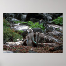 Blue-Footed Booby, Mating Posters