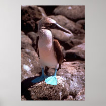 Blue-footed booby, North Seymour Island Posters
