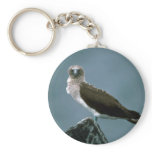 Blue-Footed Booby On Rock Keychains