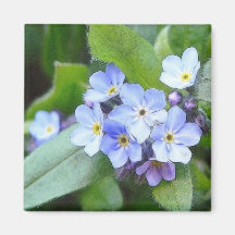 Blue Forget Me Not Flowers Fridge Magnets