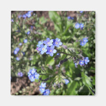 Blue Forget Me Not Magnet
