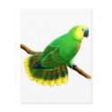Blue Front Amazon Parrot Postcard by twopurringcats Blue Front Amazon Parrot Postcard