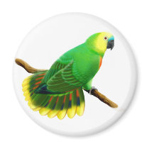 Blue Fronted Amazon Parrot Magnet by twopurringcats Blue Fronted Amazon Parrot Magnet
