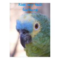 Blue Fronted Amazon Poster posters