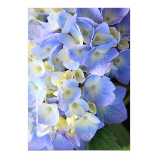 Blue Garden Hydrangeas Ribbon Bridal Shower Announcements