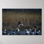 Blue Geese, dropping in Print