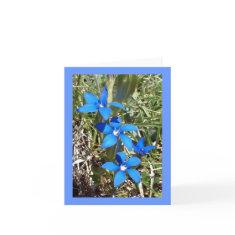Blue Gentian Alpine Flower -- Greetings card card