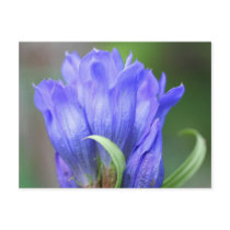 Blue Gentian Flower Photo Postcard