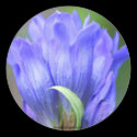 Blue Gentian Flower Photo Sticker Label by SmilinEyesTreasures Blue Gentian Flower Photo Sticker Label