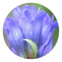 Blue Gentian Flower Photo Sticker Label