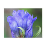 Blue Gentian Flower Photography Postcard