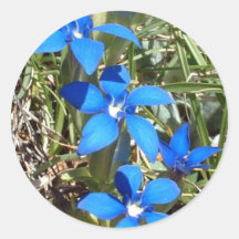 Blue gentian flowers sticker