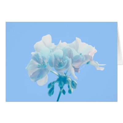 Blue Geranium Cards by roimim