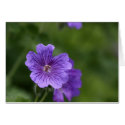Blue Geranium cards