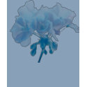 Blue Geranium t-shirts