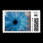 Blue Gerber Daisy Postage Stamp stamps