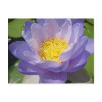 Blue Gigantea postcards