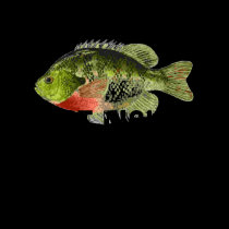 BLUE_GILL, Got Fish? t-shirts