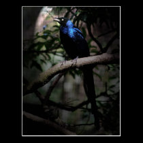 Blue glossy starling bird singing to life postcards