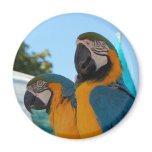 Blue & Gold Macaw Magnets