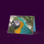 Blue & Gold Macaw Parrot Card