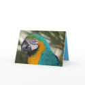 Blue & Gold Macaw Parrot Card by dlgray Blue & Gold Macaw Parrot Card