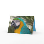 Blue & Gold Macaw Parrot Card