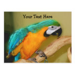 Blue Gold Macaw Parrot Customizable Postcard