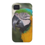 Blue & Gold Macaw Parrot iPhone 4 Case