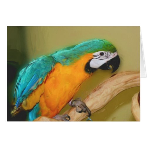 Blue Gold Macaw Parrot Painting Card card