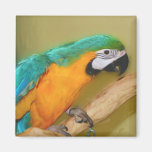 Blue Gold Macaw Parrot Painting Magnet