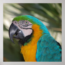 Blue & Gold Macaw Poster