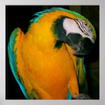 Blue & Gold McCaw Parrot posters