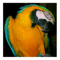 Blue & Gold McCaw Parrot posters