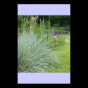 BLUE GRASS AND PURPLE FLOWERS posters