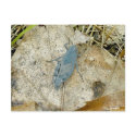 Blue Grasshopper Postcard by CarolsCamera Blue Grasshopper Postcard