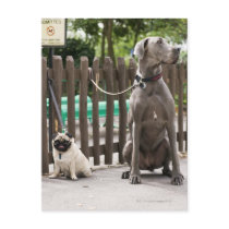 Blue Great Dane and pug dogs on leashes Post Card