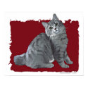 Blue/Grey Tabby Cat posters
