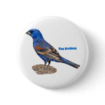 Blue Grosbeak Pinback Buttons