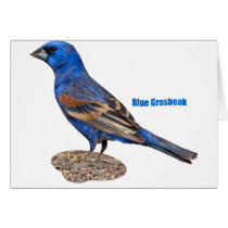 Blue Grosbeak Card