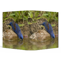 Blue Grosbeak drinking at backyard pond, Binders