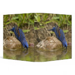 Blue Grosbeak drinking at backyard pond, binders