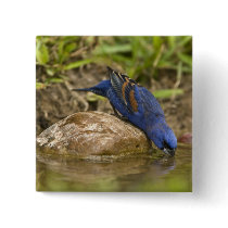 Blue Grosbeak drinking at backyard pond, Button