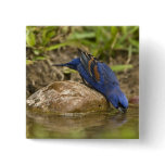 Blue Grosbeak drinking at backyard pond, buttons