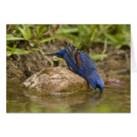 Blue Grosbeak drinking at backyard pond, cards